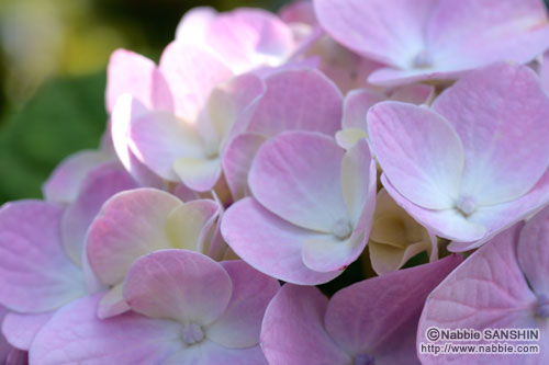 紫陽花/名護・大川あじさい園