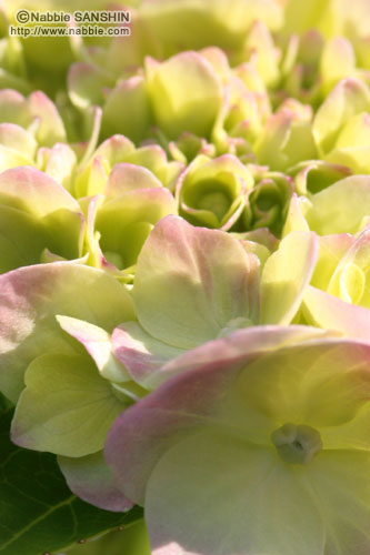 紫陽花/名護・大川あじさい園