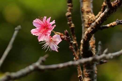 寒緋桜・沖縄