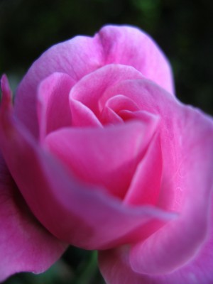  ピンクの薔薇（首里末吉公園）