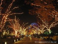 神戸ハーバーランドガス燈通りクリスマスイルミネーション 2007/12/10 06:30:00