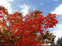 紅葉 2007/11/28 14:01:29