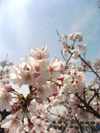 プレプロアフィリエイトコラム 2008/04/26 07:14:18