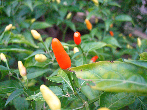 雪花菜農園