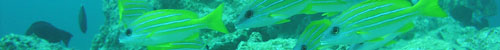 渡嘉敷島のマグロ漁船「玉漁丸」