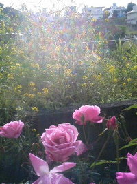 春 2008/02/24 10:15:42