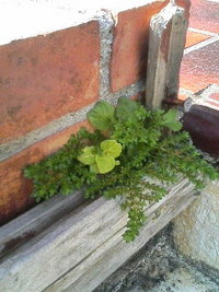 自然がお手本 2008/04/27 08:20:55