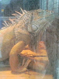 動物園 2008/05/27 17:03:33