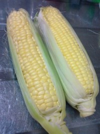とうもろこし 2008/06/27 20:20:30