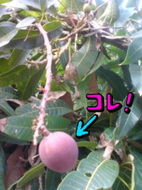 実家のマンゴー 2009/05/12 09:01:00