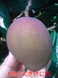 今日の家庭菜園(笑) 2009/05/22 10:28:09