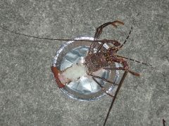 座間味一文字 30時間海あしびぃ ~後編~