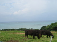 小浜島にて－その４－ 2007/05/31 20:23:36