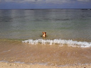 海大好きなごんこ