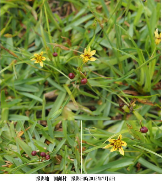 キバナニワゼキショウ(黄色い花は珍しい・・) キバナニワゼキショウ(黄色い花は珍しい・・)