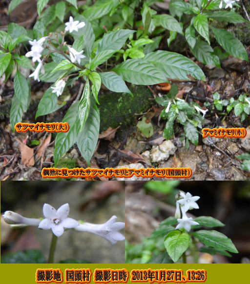 アマミイナモリ(湿り気の多いところに生える常緑に多年草)