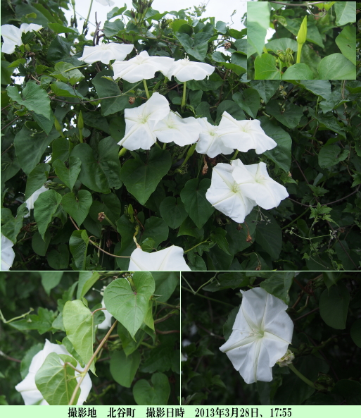 ヨルガオ（白色の大きな花で芳香を放ちます）