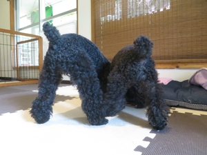 8月9日の記事 8月9日の記事
