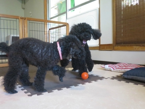 8月9日の記事 8月9日の記事