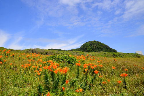 太東海浜植物群落|千葉県 太東海浜植物群落|千葉県