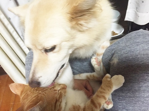 【保護猫】おやすみ前の大切な儀式 【保護猫】おやすみ前の大切な儀式