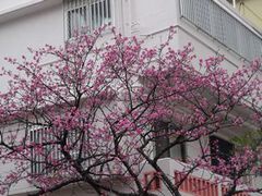 源蔵の桜