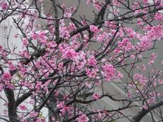 源蔵の桜