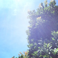 夏の思い出 夏の思い出