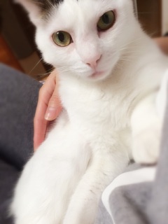お猫様 お猫様