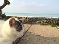 島まやー 島まやー