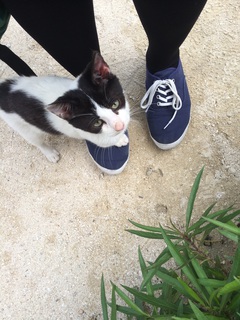 お猫様 お猫様