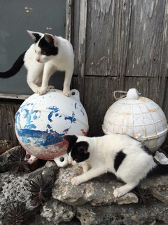 お猫様 お猫様
