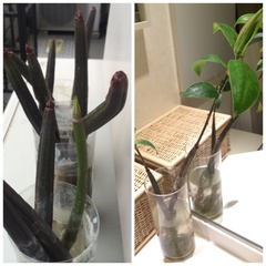 もずくと芽かぶのとろーりスープ もずくと芽かぶのとろーりスープ