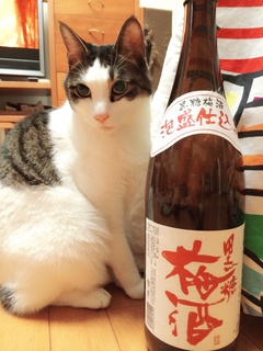 キジムナーに会いたいです キジムナーに会いたいです