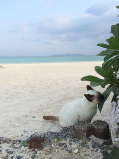 島まやー 島まやー