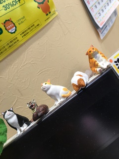 横浜店、猫、増殖中 横浜店、猫、増殖中