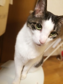 お猫様 お猫様
