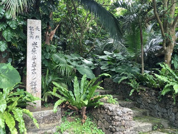 ヤエヤマヤシの根 ヤエヤマヤシの根