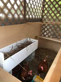 ウチの鶏小屋。