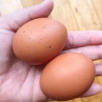 自宅で鶏を養う生活（＾０＾）
