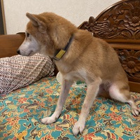 【☘️里親募集中】かぐやちゃん♥可愛いキツネ顔の柴犬さん 【☘️里親募集中】かぐやちゃん♥可愛いキツネ顔の柴犬さん