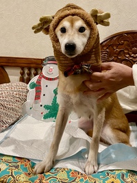 【☘️里親募集中】かぐやちゃん♥可愛いキツネ顔の柴犬さん 【☘️里親募集中】かぐやちゃん♥可愛いキツネ顔の柴犬さん