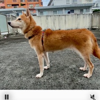 【☘️里親募集中】かぐやちゃん♥可愛いキツネ顔の柴犬さん 【☘️里親募集中】かぐやちゃん♥可愛いキツネ顔の柴犬さん