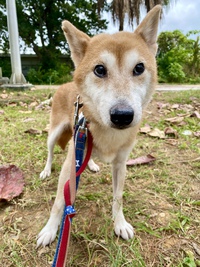 【☘️里親募集中】かぐやちゃん♥可愛いキツネ顔の柴犬さん 【☘️里親募集中】かぐやちゃん♥可愛いキツネ顔の柴犬さん