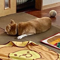 【☘️里親募集中】かぐやちゃん♥可愛いキツネ顔の柴犬さん 【☘️里親募集中】かぐやちゃん♥可愛いキツネ顔の柴犬さん