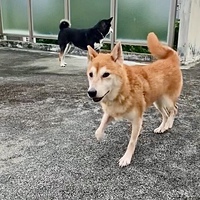 【☘️里親募集中】かぐやちゃん♥可愛いキツネ顔の柴犬さん 【☘️里親募集中】かぐやちゃん♥可愛いキツネ顔の柴犬さん