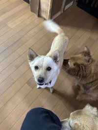 ✈️募集終了/協力団体様へ移籍致しました✈️ひなちゃん♥小柄でキュートな女の子 ✈️募集終了/協力団体様へ移籍致しました✈️ひなちゃん♥小柄でキュートな女の子