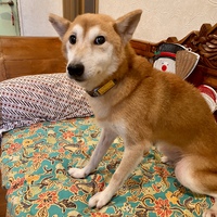 【☘️里親募集中】かぐやちゃん♥可愛いキツネ顔の柴犬さん 【☘️里親募集中】かぐやちゃん♥可愛いキツネ顔の柴犬さん
