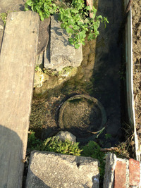 田芋畑と湧き水めぐり