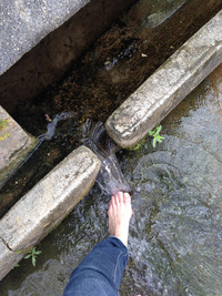 田芋畑と湧き水めぐり